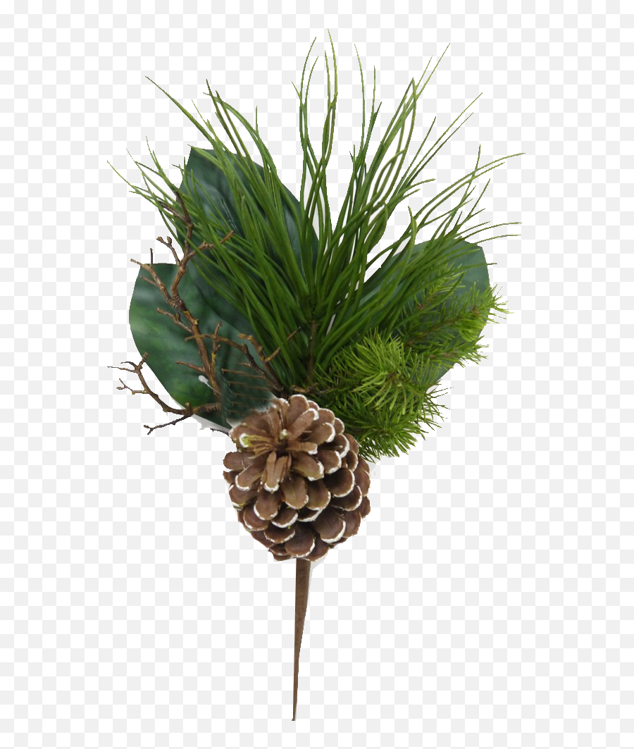 Mixed Evergreen Pick With Pinecones - Conifer Cone Cupressaceae Emoji,Pinecone Clipart