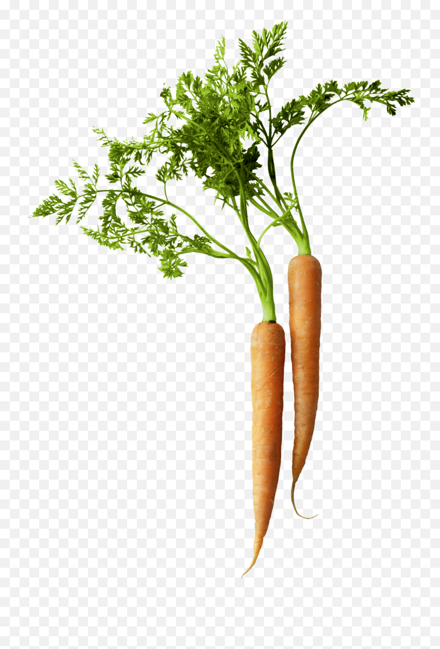 Carrot Png Images Carrots Clipart Free - Carrot Emoji,Carrot Transparent Background