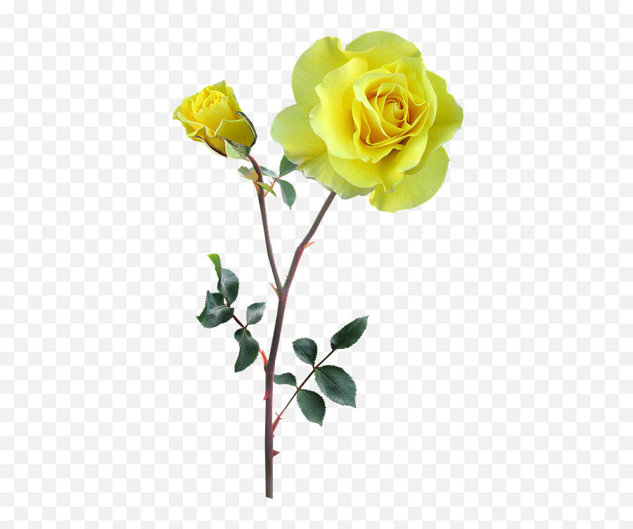 Rose Yellow Stem Flower - T Shirt With Yellow Roses Emoji,Flower Stem Png