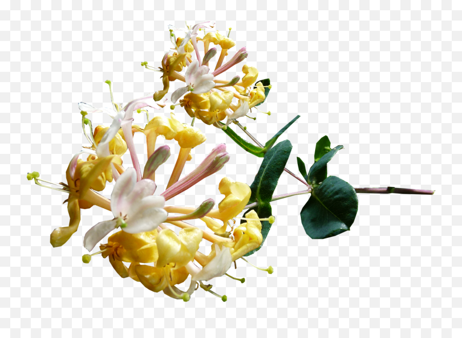 Honeysuckleyellowflowerstemfree Pictures - Free Image Transparent Honeysuckle Png Emoji,Yellow Flower Transparent