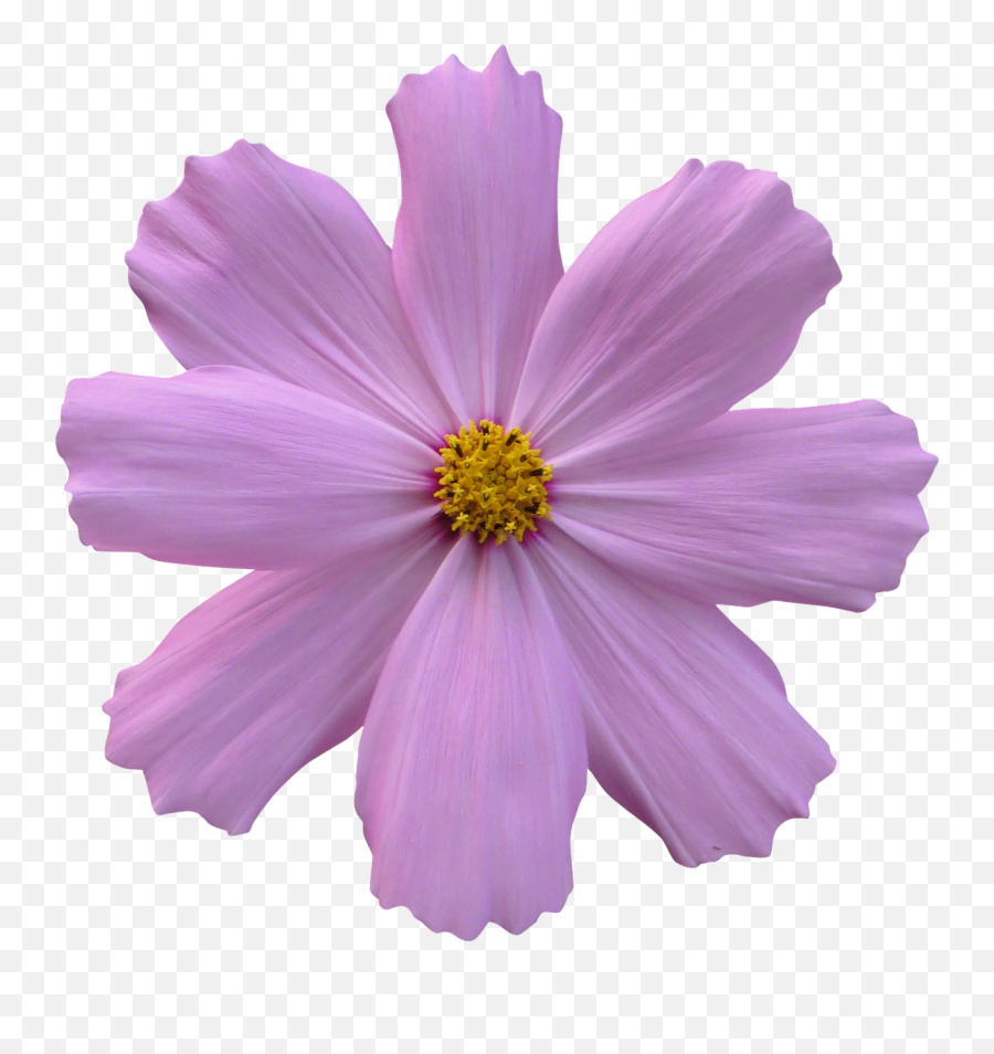 Purple Flower Transparent Background - Purple Nature With No Background Emoji,Purple Flower Transparent