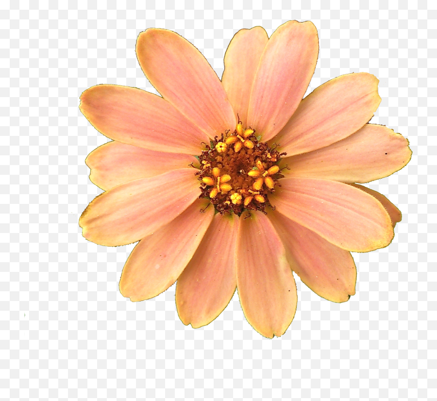 Flower Computer Icons - Get Flower Png Pictures Png Download Flower Png Emoji,Flower Icon Png
