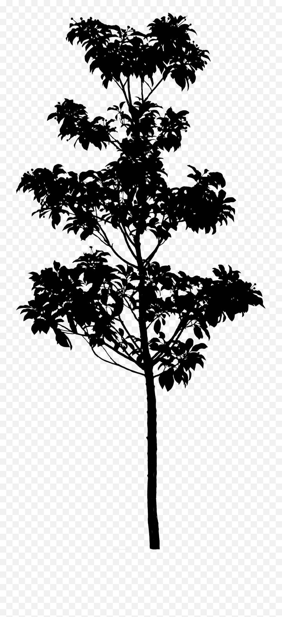 Silhouette Pine Tree Longstalk Holly Photography - Bald Cypress Silhouette Emoji,Pine Tree Clipart Black And White