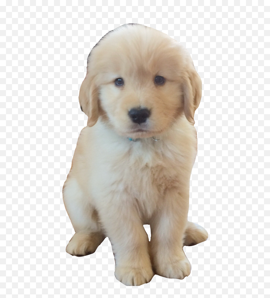 Freetoedit - Golden Retriever Puppies Png Emoji,Puppy Png