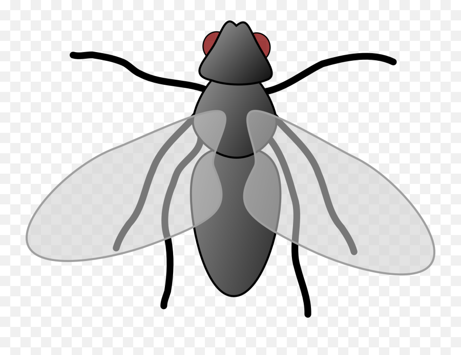 Fly Cartoon Isolated Art Insect Png - Fly Clipart Emoji,Fly Png