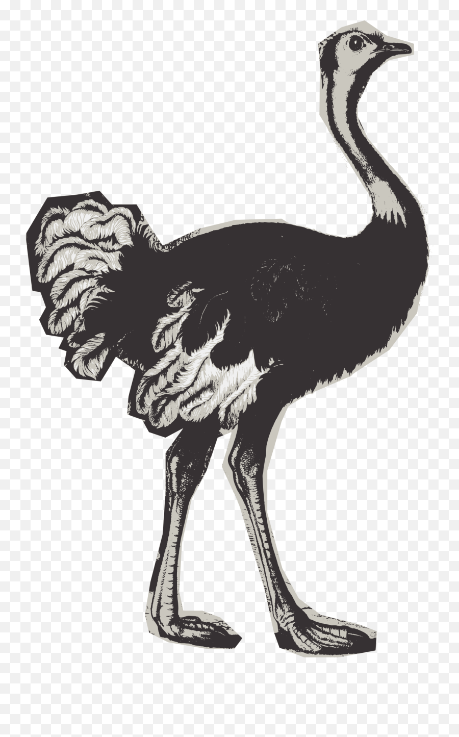 Basic Ostrich - Vintage Print Of Ostrich Emoji,Ostrich Clipart