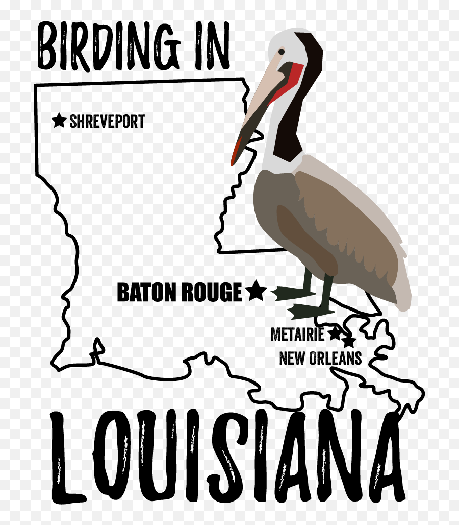 Birds In Louisiana - Bird Watching Academy Emoji,Louisiana Png
