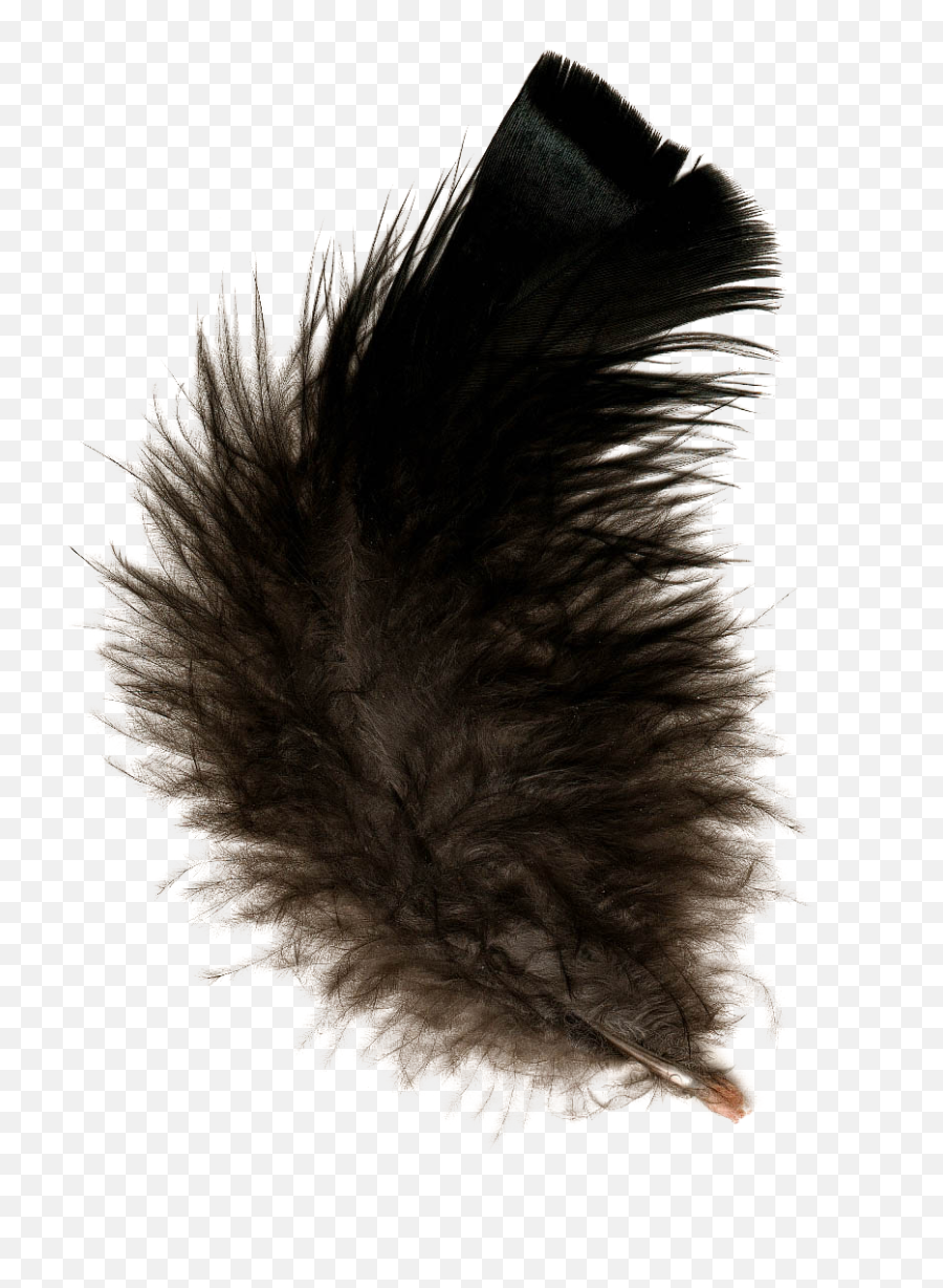 Download Feather Png Picpng - Transparent Feather Black Emoji,Feather Png