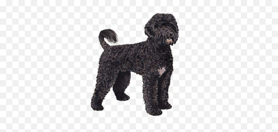 Portuguese Water Dog Facts - Wisdom Panel Dog Breeds Portuguese Water Dogs Colours Emoji,Dog Transparent