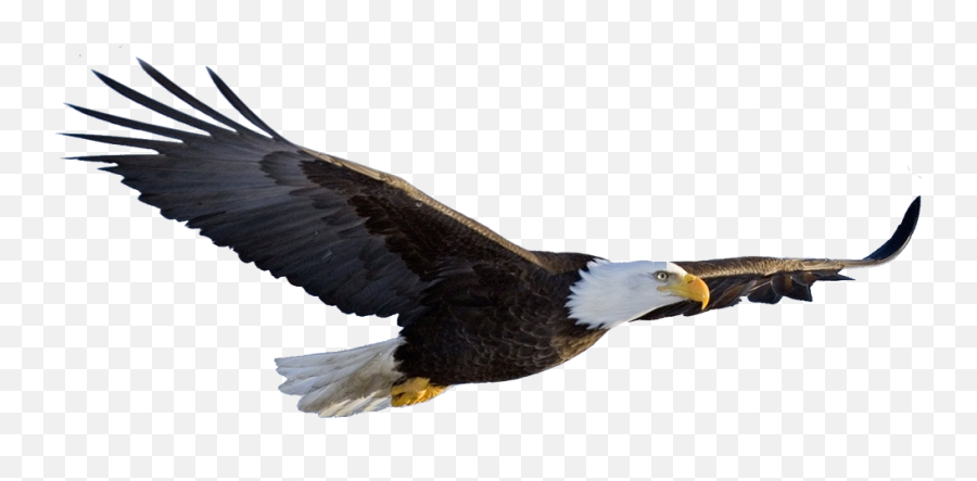 Download Hd American Flag Eagle Png - Transparent Background Aguia Voando Png Emoji,American Flag Transparent Background