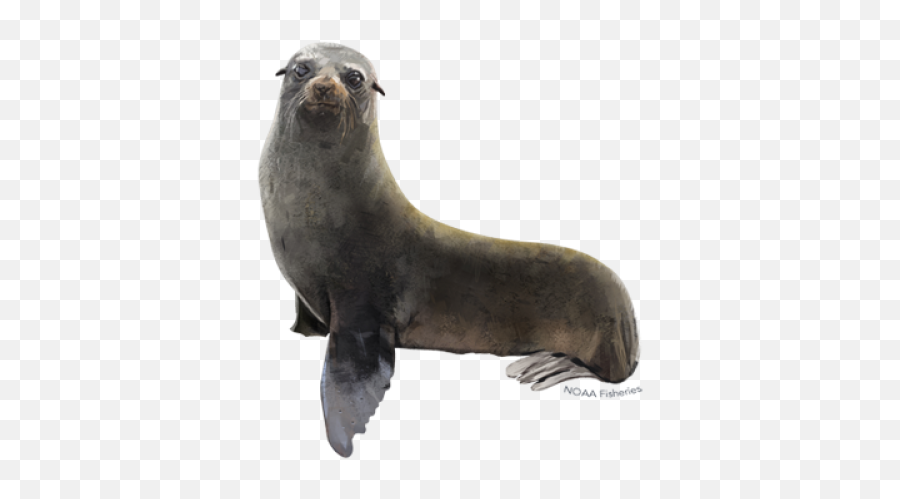Fur Seal - California Sea Lion Transparent Emoji,Seal Png