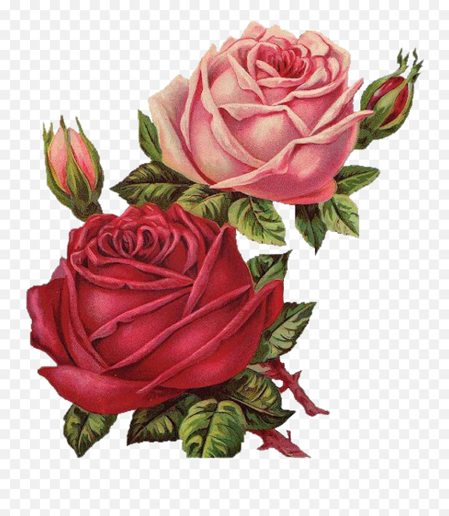 Rosas Roses Drawing Draw Dibujo Sticker By Ig Karuoh - Vintage Red Roses Png Emoji,Rose Drawing Png