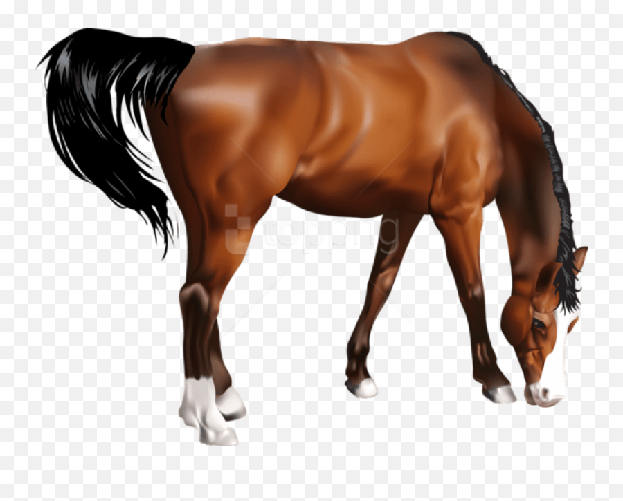 Black Horse - Sorrel Transparent Png Original Size Png Horse Png Emoji,Horses Png