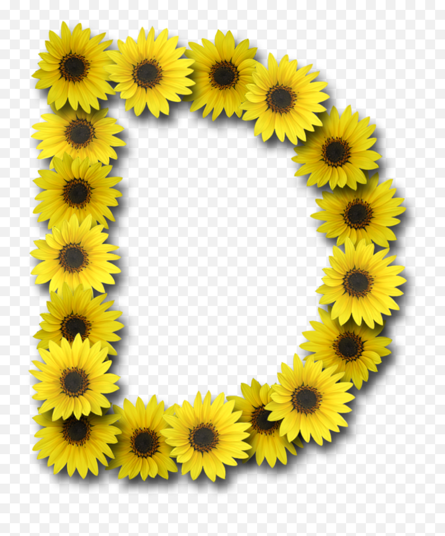 November Clipart Sunflower November Sunflower Transparent - Alfabeto Girassol Png Letra D Emoji,Sunflower Png