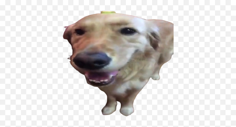 Butter Dog Dog With No Background Butterdog - Butter Dog Transparent Emoji,Dog Transparent