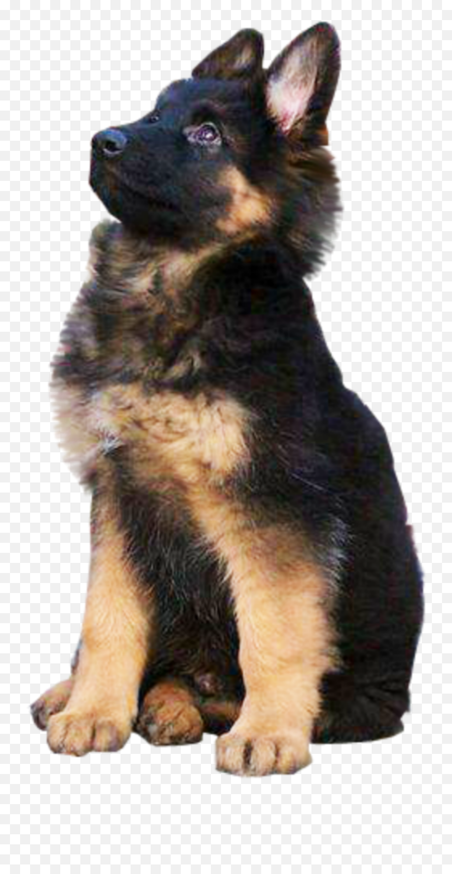 German Shepherd Puppy Png Transparent - German Shepherd Png Puppy Emoji,Puppy Png