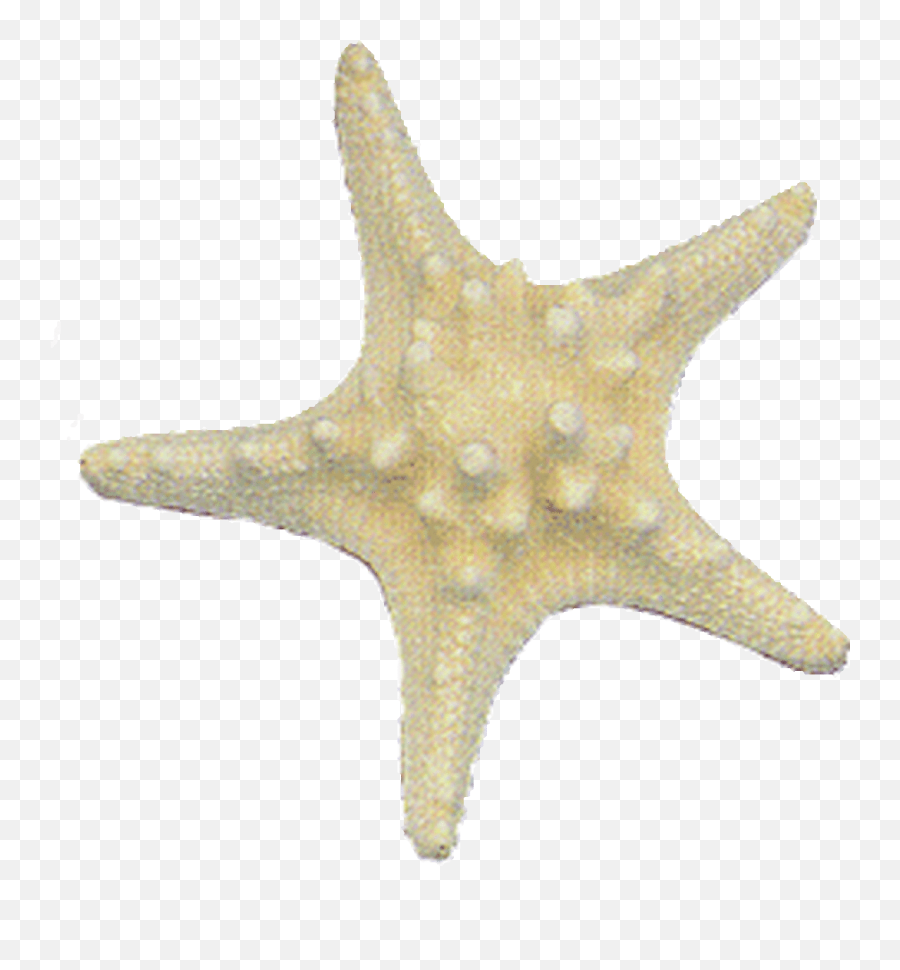 White Thorny Starfish - Starfish Emoji,Starfish Png