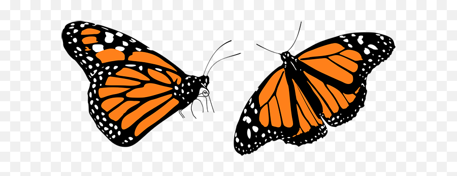 Download Hd Mariposas Monarcas Png - Butterflies Clipart Mariposa Monarca Michoacan Png Emoji,Butterflies Clipart