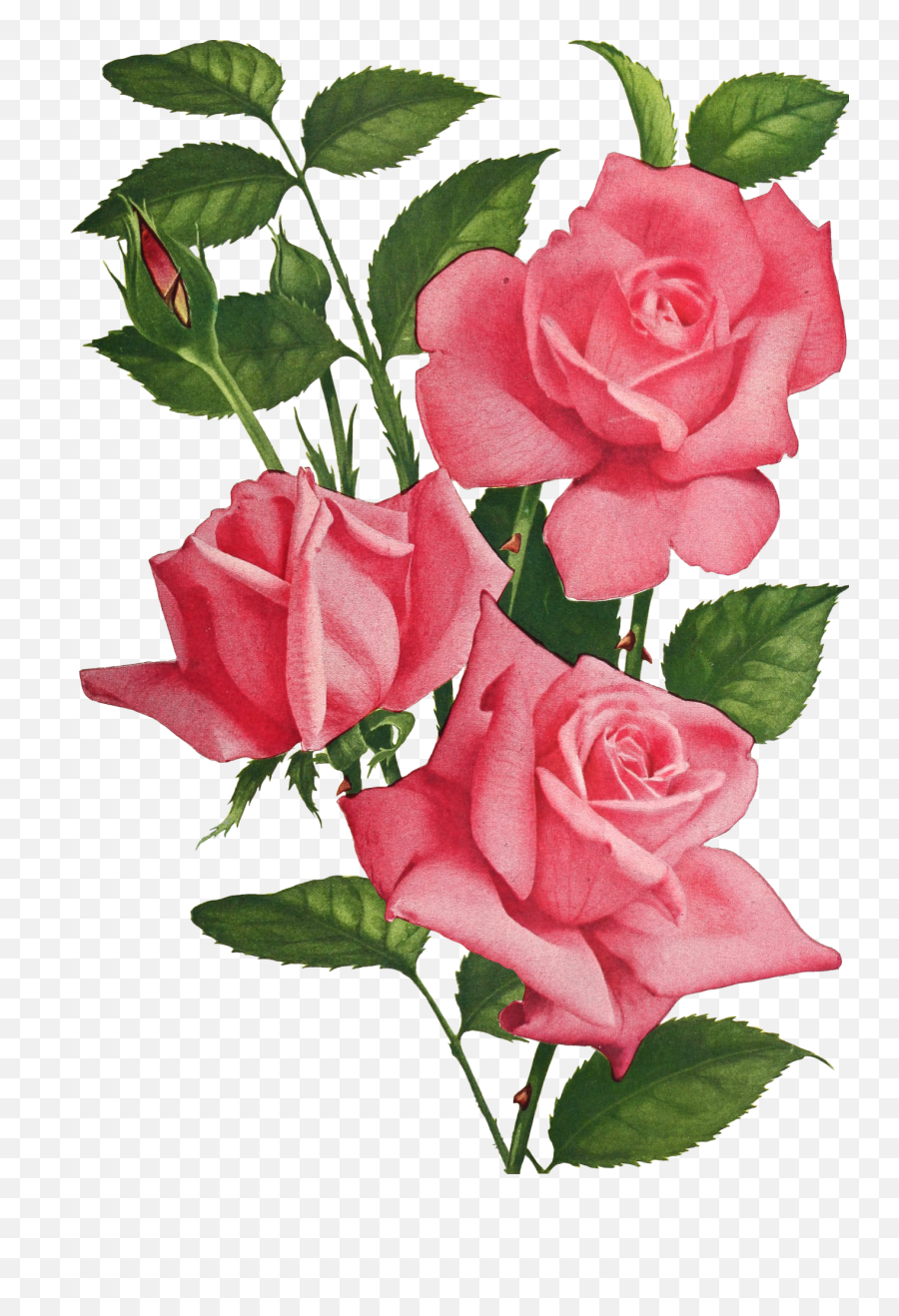 Vintage Roses Flowers Emoji,Vintage Roses Png