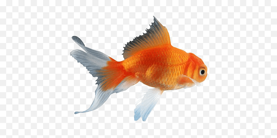 Free Goldfish Png Clipart - Getintopik High Resolution Goldfish Png Emoji,Goldfish Clipart