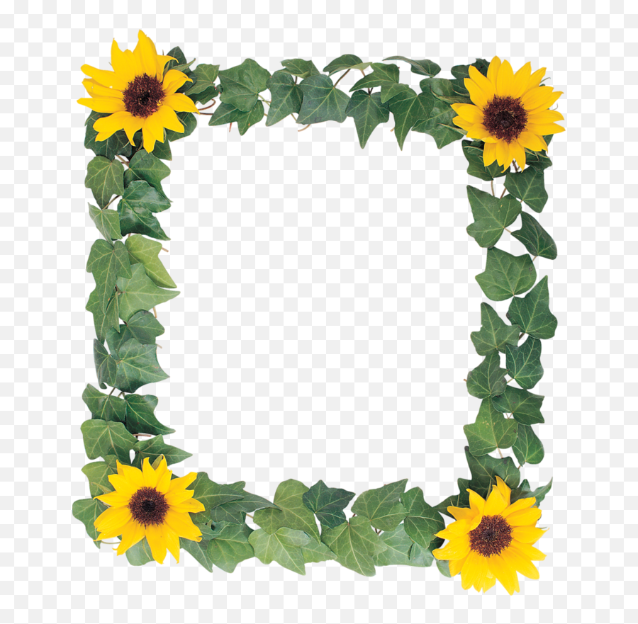 Sunflower Frame - Frame Of Flower Disney Photo Frames Transparent Sunflower Border Clipart Emoji,Sunflower Png