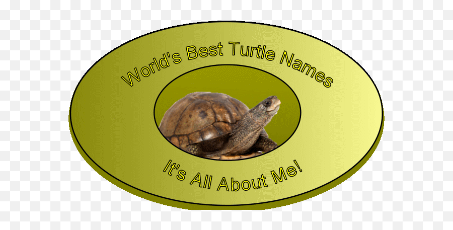 Turtle Names Pet Turtle Tortoise Names Unique Names Over - Galápagos Tortoise Emoji,Turtle Logo
