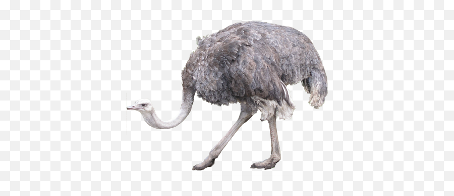 Png Transparent Image And Clipart - Ostrich Png Emoji,Ostrich Clipart