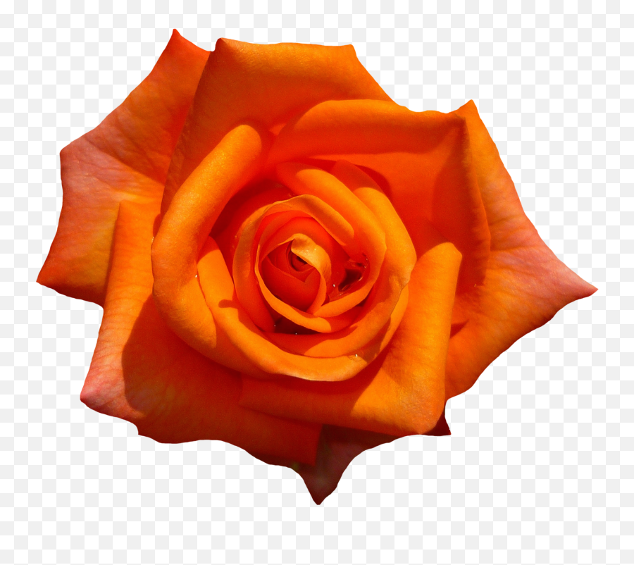Orange Rose Flower Top View Png Image - Aesthetic Orange Flower Png Emoji,Flower Png
