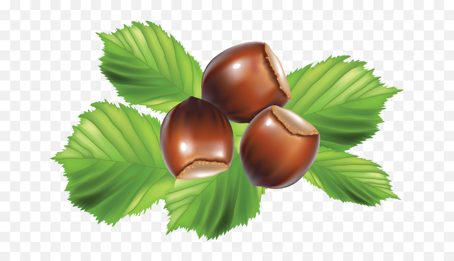 Hazel Nut Clipart - Clip Art Hazelnut Emoji,Nut Clipart
