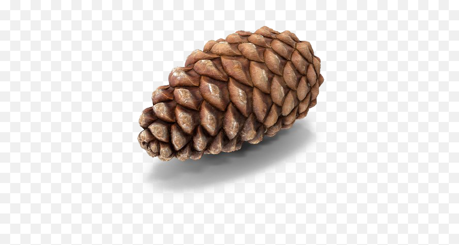 Conifer Cone Png Images Transparent Background Png Play - Closed Pine Cone Png Emoji,Pinecone Clipart