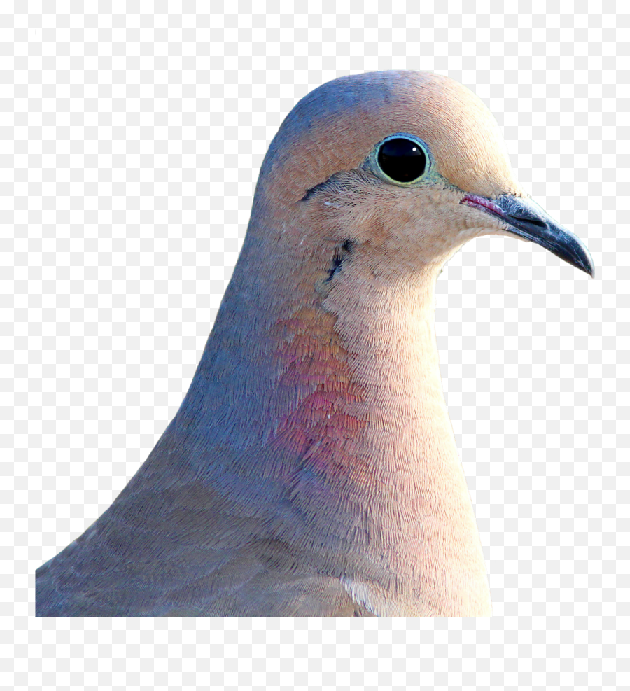 White Dove On The White Background Free Image Download - Columbidae Emoji,White Dove Png