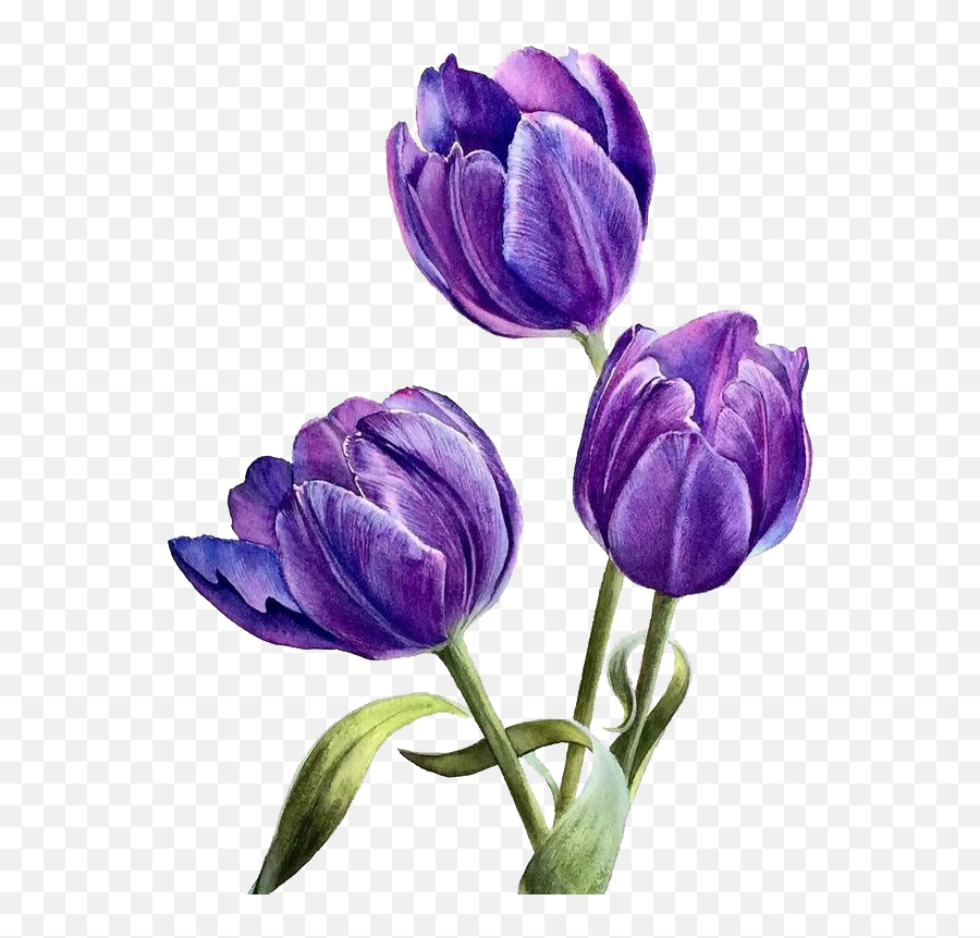 Flower Purple - Watercolor Purple Flower Transparent Emoji,Watercolor Flowers Png