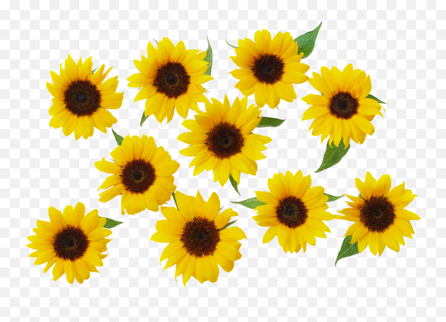 Common Sunflower Yellow - Sunflower Png Download 1000678 Transparent Background Yellow Sunflower Png Emoji,Sunflower Png