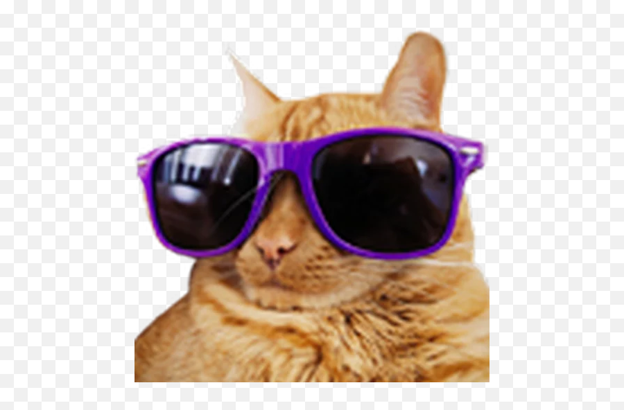 Telegram Sticker 15 From Collection Twitchsmiles Emoji,Cool Cat Png