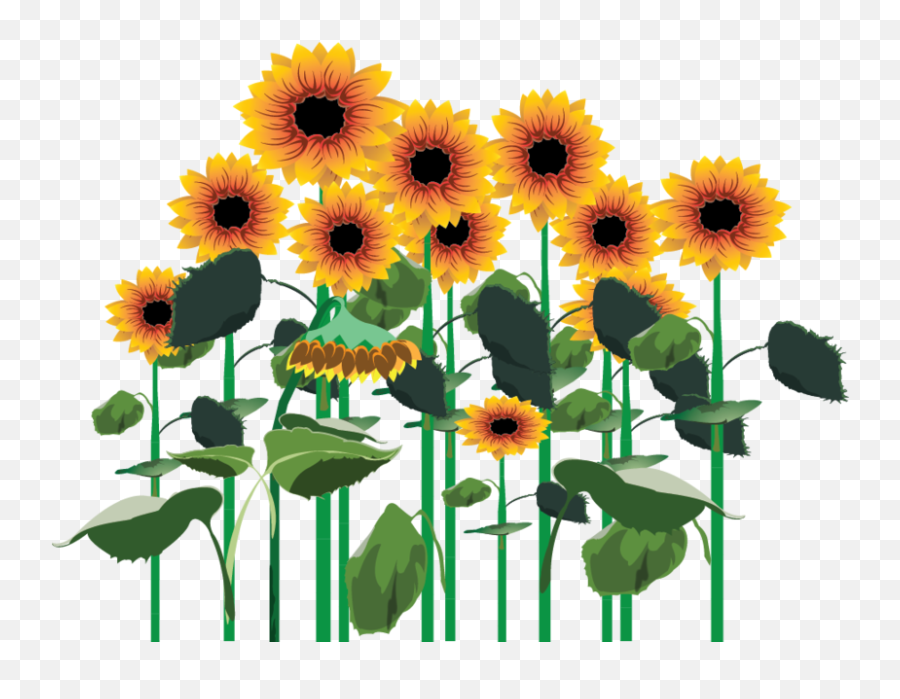 Sunflowers Png Clipart - Full Size Clipart 3480574 Sunflowers Png Emoji,Sunflower Png