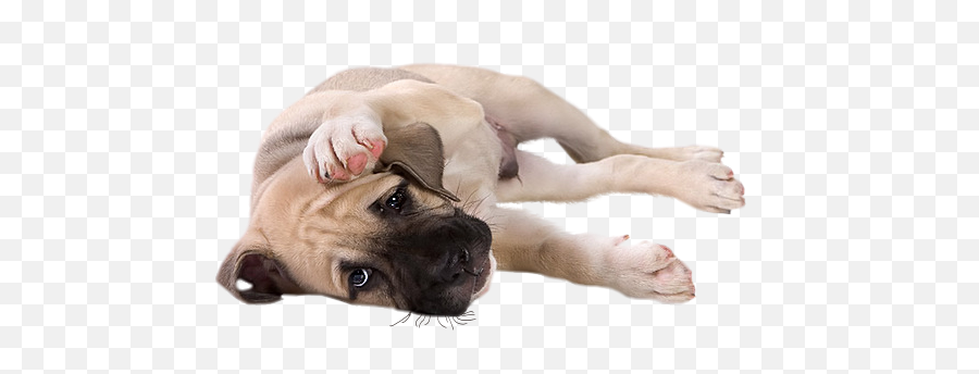 Puppy Clipart - Transparent Little Dog Hd Png Download Bullmastiff Dog Image Transparent Background Emoji,Puppy Clipart