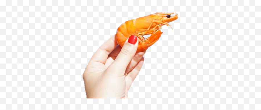 Shrimp Png High - Life Shrimp Emoji,Shrimp Png