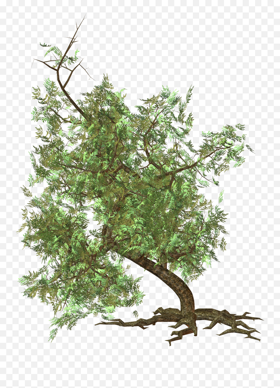 Tree Png Image Tree Images Tree Clipart Png Images - Crooked Tree Png Emoji,Tree Clipart Png
