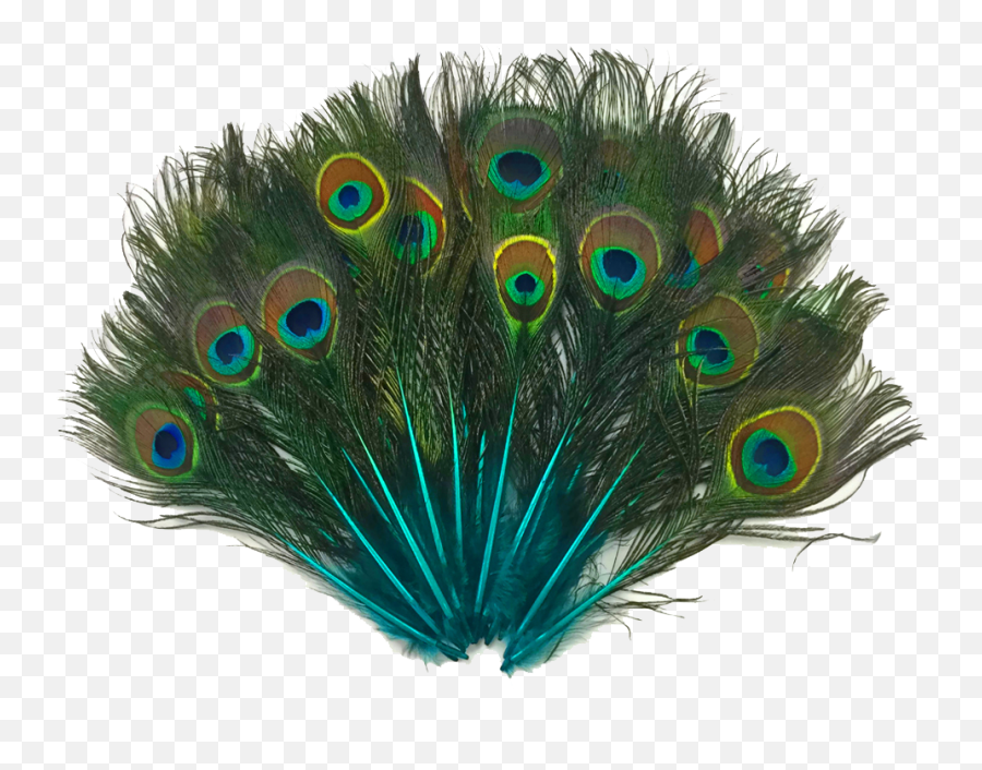 Peacock Feather Png - Single Peacock Feather Peacock Peacock Tail Feathers Png Emoji,Feather Png