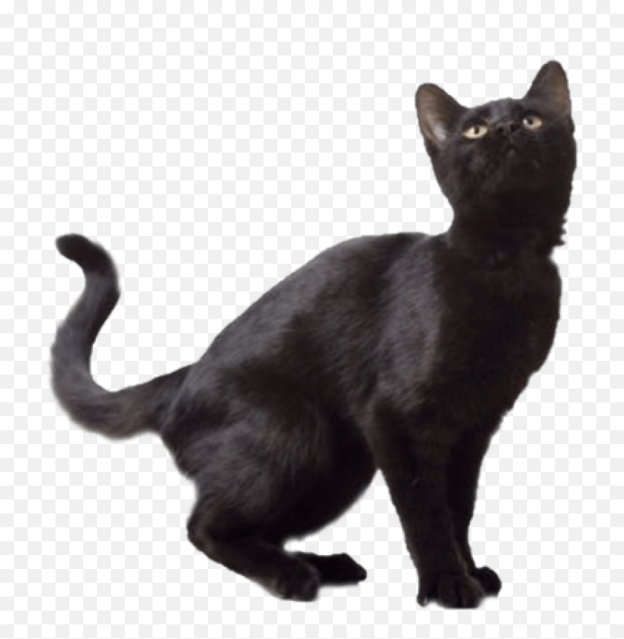 Black Cat Transparent Background - Transparent Background Cat Png Black Emoji,Cat Transparent Background
