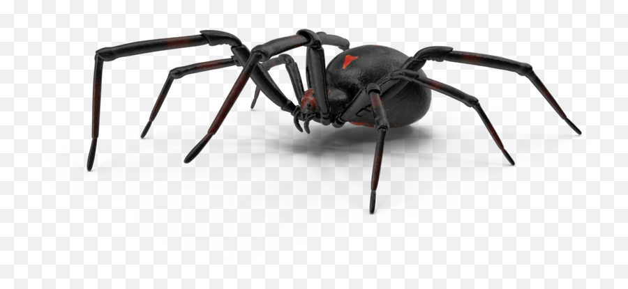 Spiders - Southern Black Widow Emoji,Black Widow Png