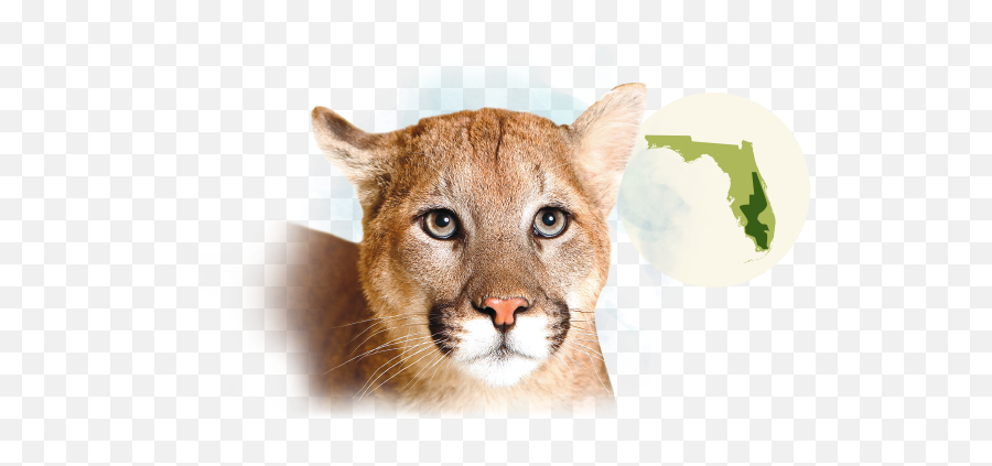 Florida Panthers Png U0026 Free Florida Pantherspng Transparent - Cougar Emoji,Florida Panthers Logo