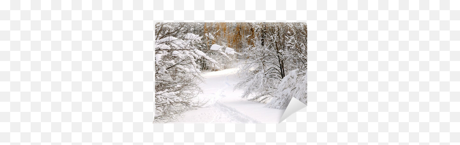 Path In Winter Forest After A Snowfall Wall Mural U2022 Pixers - We Live To Change Blizzard Emoji,Snowfall Png