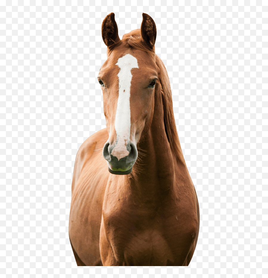 Download U0027americau0027s Toughest Sheriffu0027 Spends Nearly A Year - Cabeza De Caballo De Frente Emoji,Horses Png