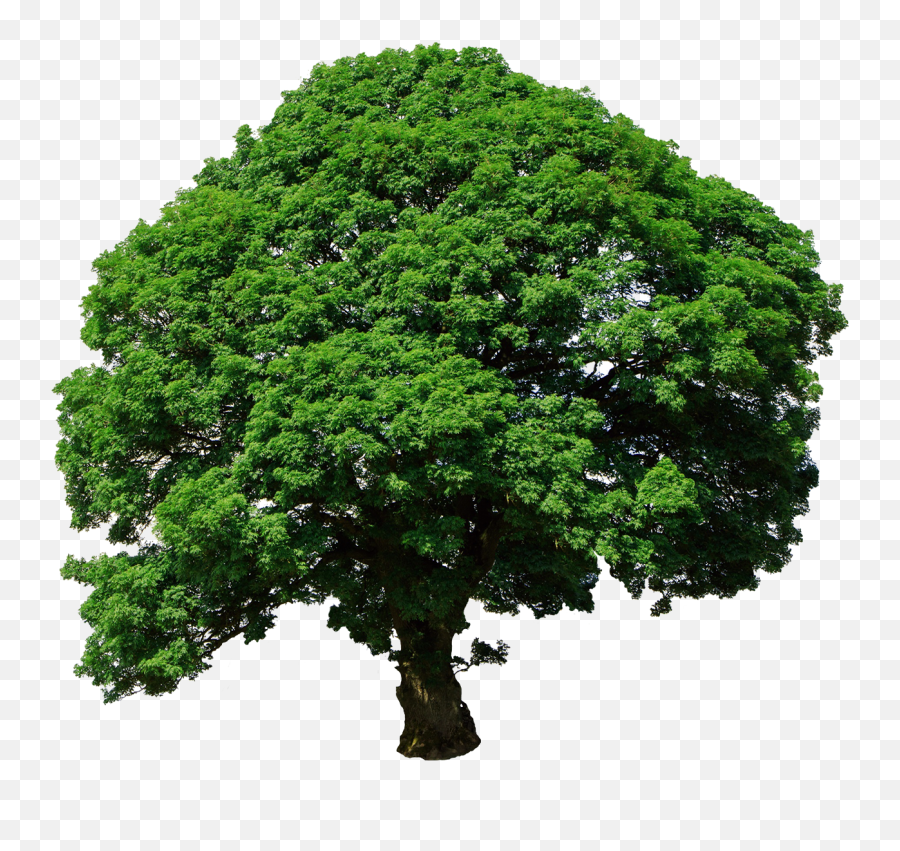 Tree Clipart Emoji,Trees Transparent
