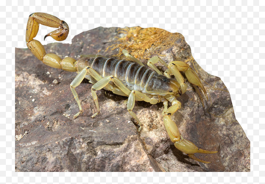 Scorpion Pest Control Metro Phoenix Az San Rio Pest Control Emoji,Scorpion Transparent