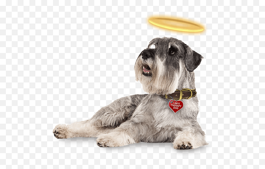 Be An Angel Therapy Dogs Turning Frowns Upside Down - Angel Dogs Emoji,Dog Transparent