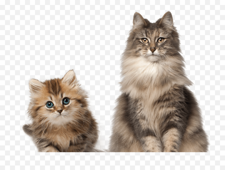 Cat Transparent Background - Cat And Kitten Transparent Background Emoji,Cat Transparent Background