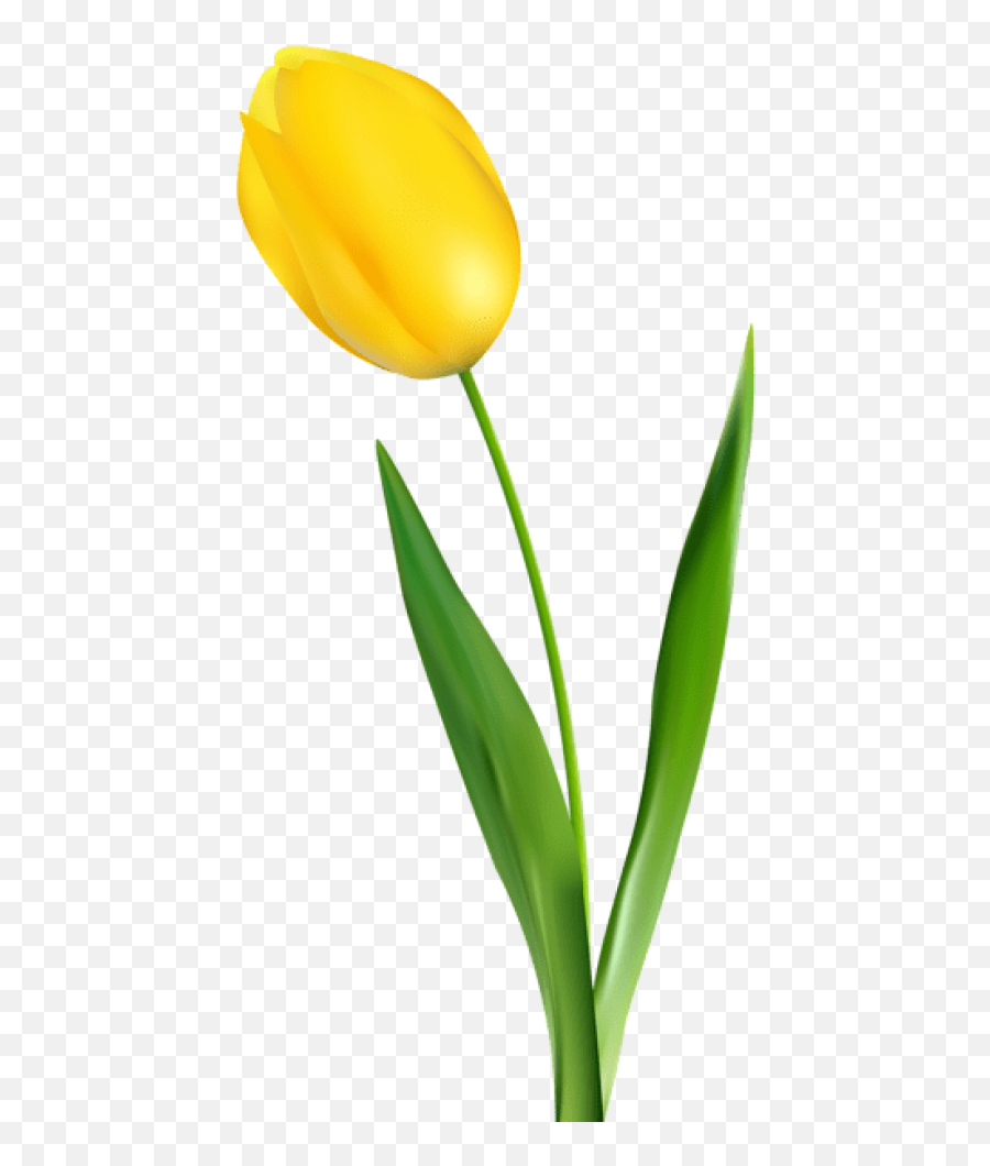 Free Png Yellow Tulip Transparent Png - Yellow Tulip Flower Clipart Emoji,Tulips Clipart