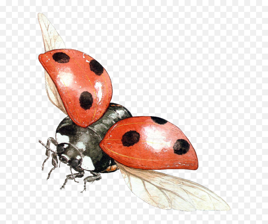 Ladybug Png Image - Flying Ladybug Drawing Emoji,Ladybug Png